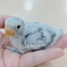 可愛いけどかっこいい💖コザクラインコ（モーブパイド）ヒナ