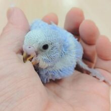 綺麗なブルー🩵セキセイインコ（スパングル）ヒナ