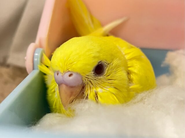 スターの輝き、誰にも止められないぜ🌟⋆꙳セキセイインコ(ルチノー2024年10月生まれ)