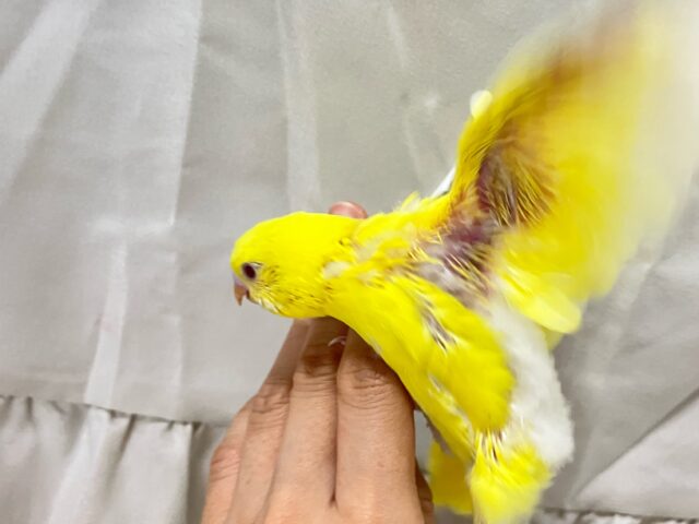 セキセイインコ