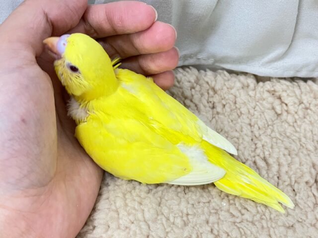 セキセイインコ