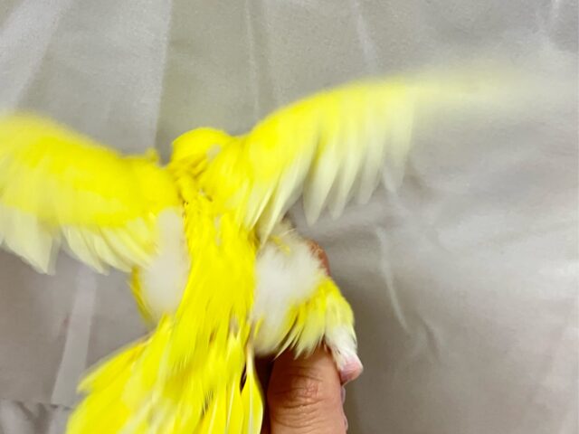 セキセイインコ