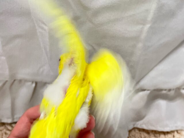 セキセイインコ