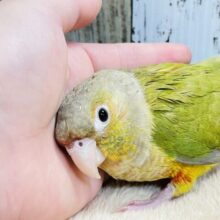 寄り添いながら甘えます❤︎ウロコインコ（シナモン）
