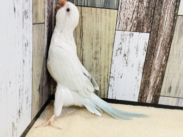 オキナインコ