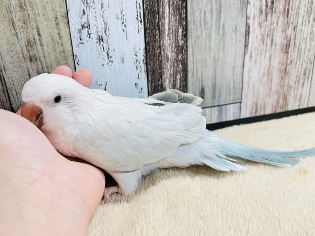 オキナインコ