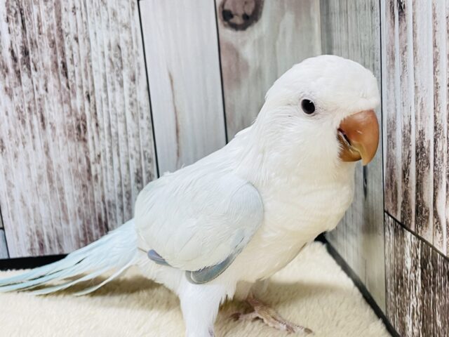 オキナインコ