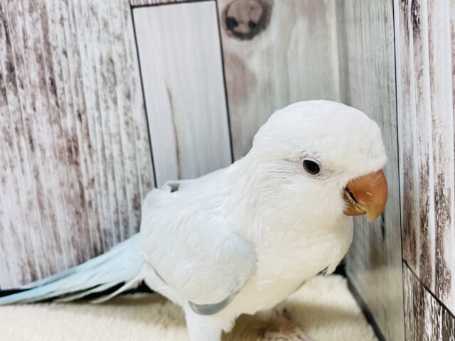 オキナインコ