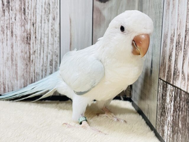 オキナインコ