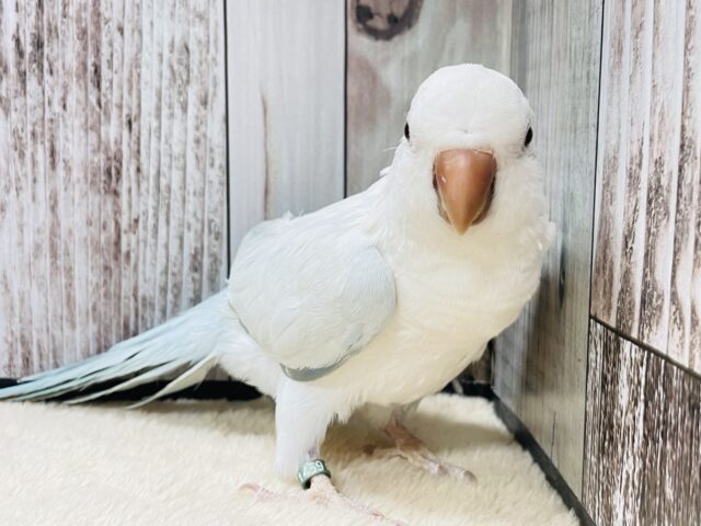 【動画更新🪄】青空のような綺麗な模様のオキナインコちゃん❣️