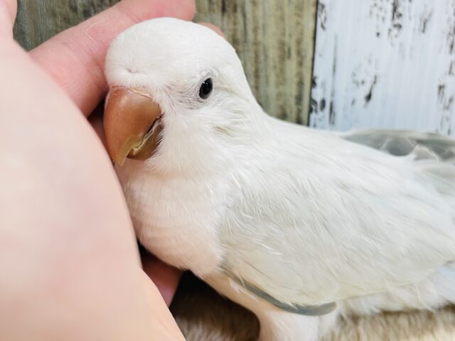 オキナインコ