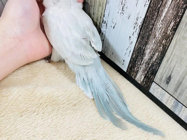 オキナインコ