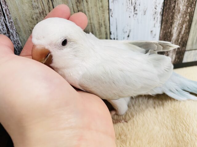 オキナインコ