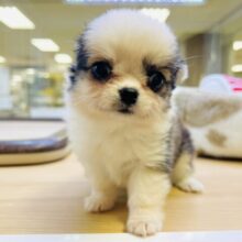 手のひらサイズ‼️まんまる頭のチワワくん❣️