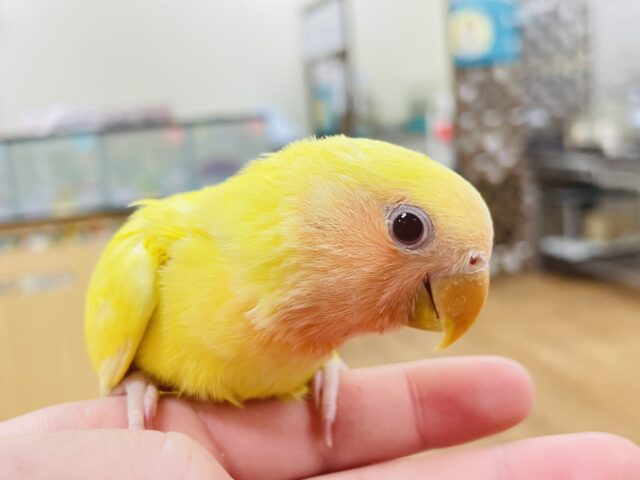 コザクラインコ（小桜インコ）