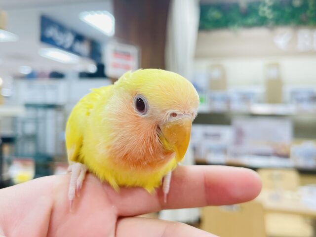 コザクラインコ（小桜インコ）