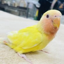 【最新動画更新🪄】じゅわっとフレッシュ果汁🍊コザクラインコ（ルチノー）ヒナ