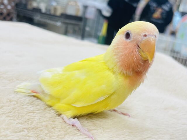 【最新動画更新🪄】じゅわっとフレッシュ果汁🍊コザクラインコ（ルチノー）ヒナ