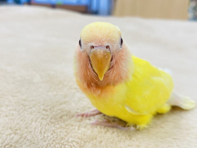 コザクラインコ（小桜インコ）