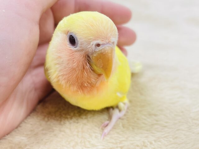 コザクラインコ（小桜インコ）