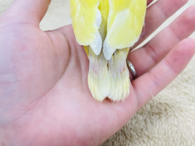 コザクラインコ（小桜インコ）