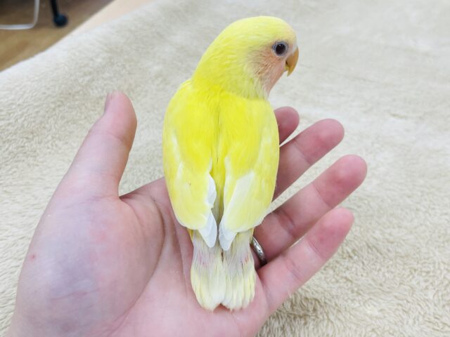 コザクラインコ（小桜インコ）