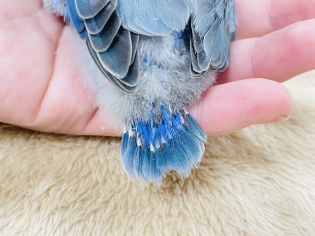 コザクラインコ（小桜インコ）