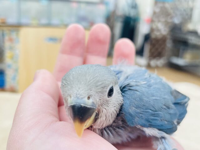 コザクラインコ（小桜インコ）