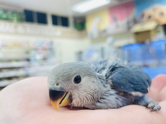 コザクラインコ（小桜インコ）