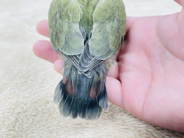 コザクラインコ（小桜インコ）