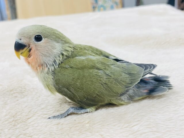 コザクラインコ（小桜インコ）