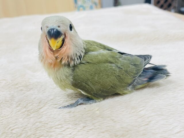 コザクラインコ（小桜インコ）