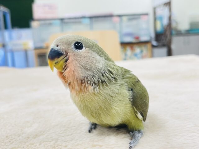 コザクラインコ（小桜インコ）