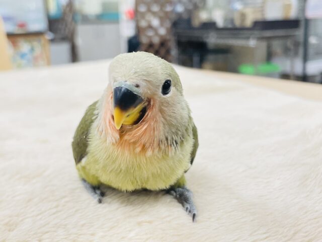 コザクラインコ（小桜インコ）