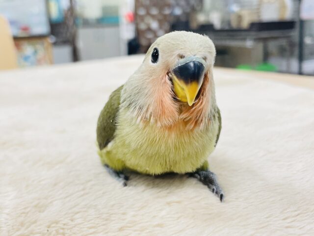 コザクラインコ（小桜インコ）