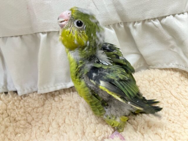 サザナミインコ