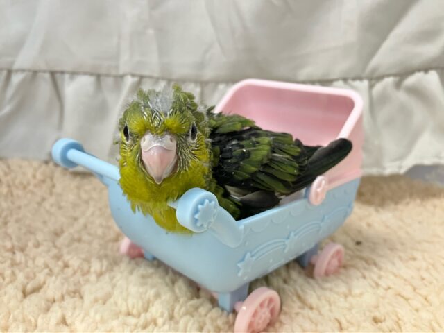 サザナミインコ