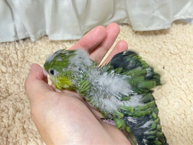 サザナミインコ