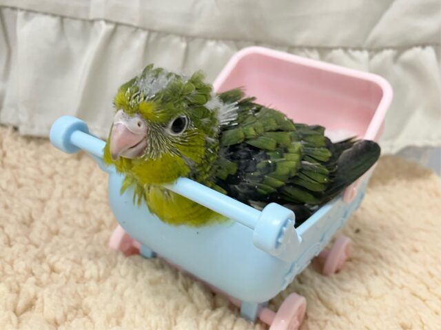 合言葉はピエポ❣️波打つ抹茶💚🍵🌿.•*サザナミインコ(2024年11月生まれ)