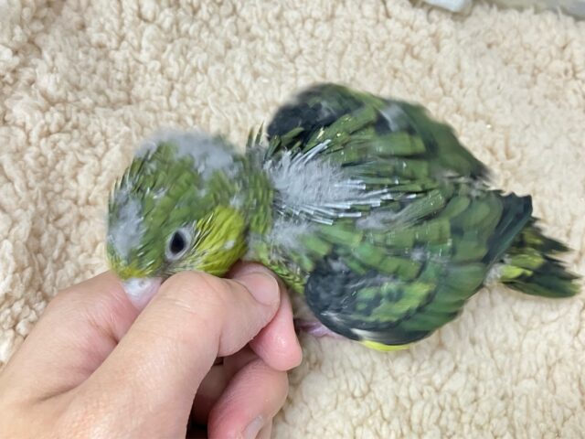 サザナミインコ