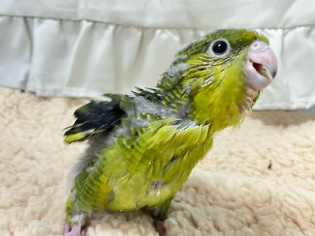 サザナミインコ