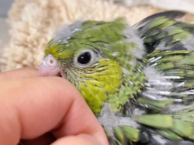 サザナミインコ