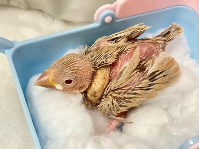 シナモン文鳥