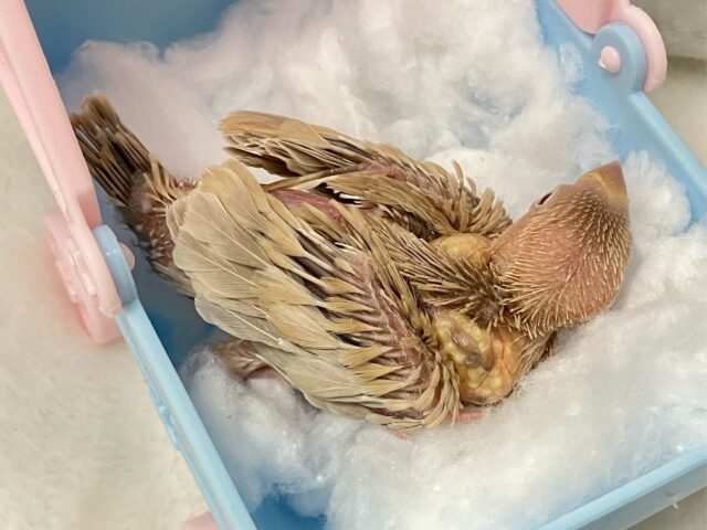 シナモン文鳥