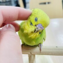 【最新動画更新🪄】イエローとグリーンが可愛い♡セキセイインコ（スパングル）ヒナ