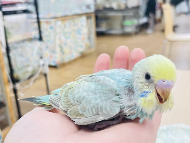 セキセイインコ