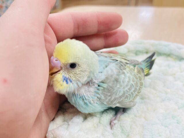 セキセイインコ