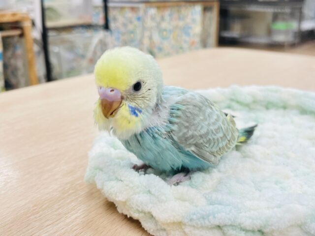 セキセイインコ