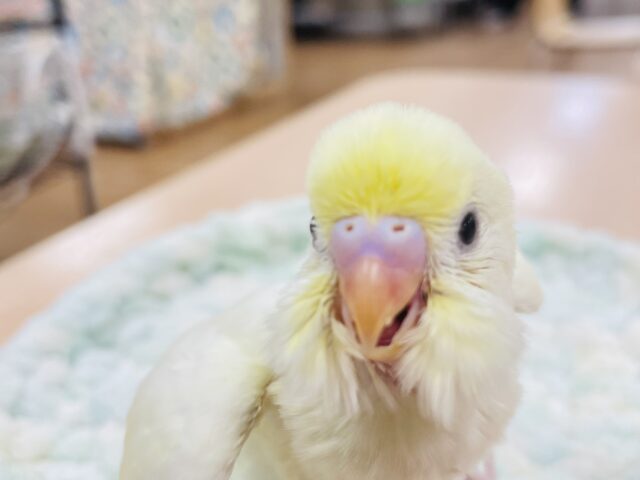 セキセイインコ