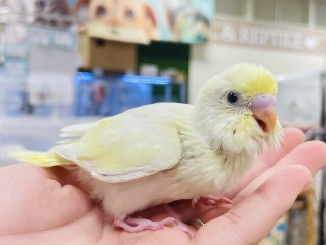 セキセイインコ